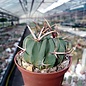 Stenocactus coptonogonus   Fresnillo to Valparaiso, Zacatecas, Mexico