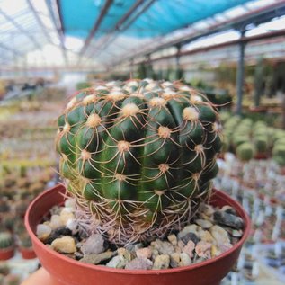 Notocactus arachnitis v. minor BOS 034