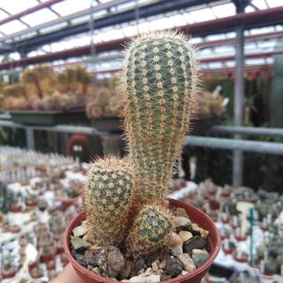 Notocactus tenuicylindrica  LW 051 Cerro Livramento, R.G.S. Brasilien