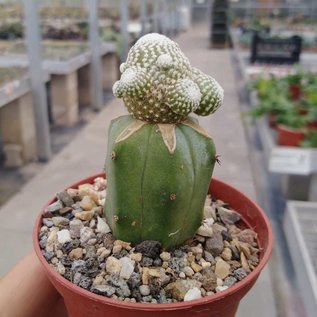 Blossfeldia liliputana  v. campaniflora   gepfr.