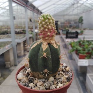 Mammillaria saboae     gepfr.