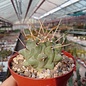 Thelocactus rinconensis