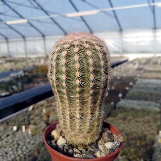 Echinocereus pectinatus Charcas  Charcas, SLP, Mx