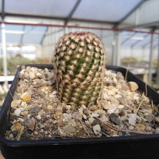 Echinocereus x bayley       (dw)