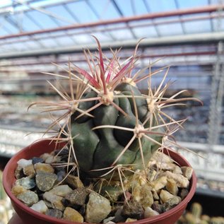 Ferocactus gracilis   Rancho del Gato, Catavina, BC.