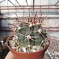 Ferocactus santa-maria