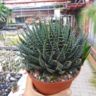 Aloe aristata