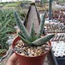 Aloe dichotoma