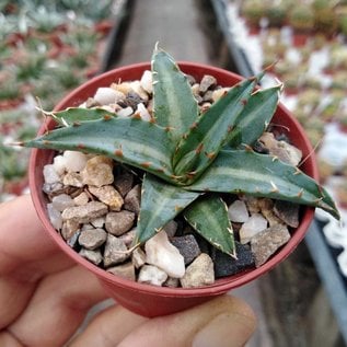 Agave univittata compacta