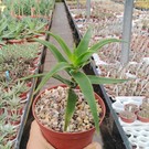 Aloe ciliaris