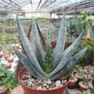 Aloe peglerae