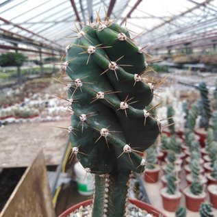 Cereus peruvianus  tortuosus