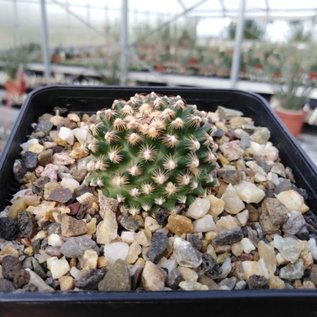 Pediocactus knowltonii      CITES, not outside EU (dw)