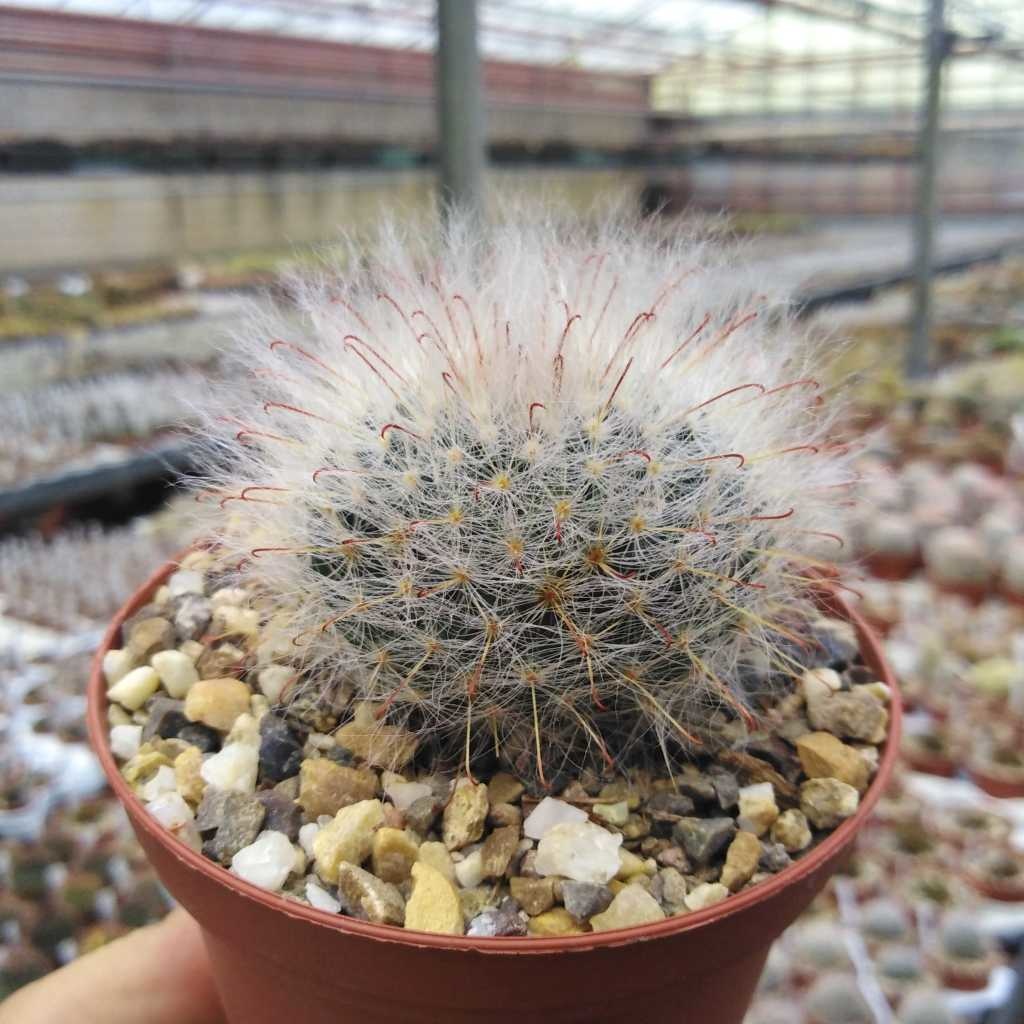 Mammillaria bocasana Uhlig Kakteen Über 5000 verschiedene Arten