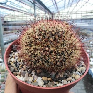 Mammillaria carretii