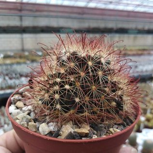 Mammillaria carretii