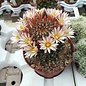 Mammillaria carretii