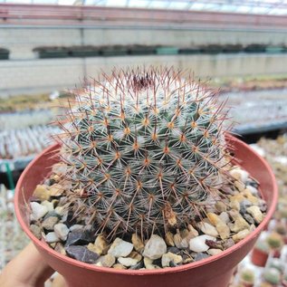 Mammillaria conspicua   Südl. Zapotitlan, Puebla