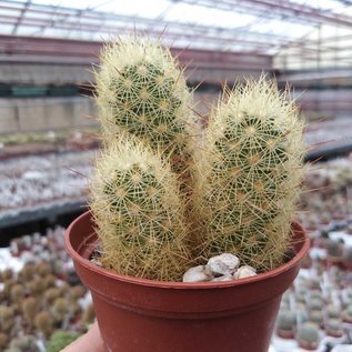 Mammillaria elongata v. echinata