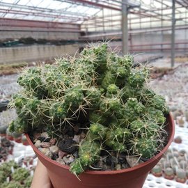 Mammillaria elongata nudum monstr.