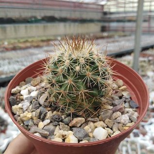 Mammillaria erythrocalyx