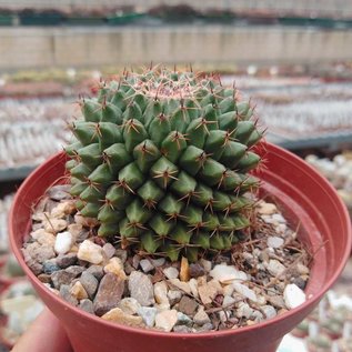 Mammillaria formosa   Dr. Arroyo, N.L., Mx