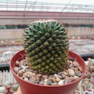 Mammillaria formosa   Dr. Arroyo, N.L., Mx