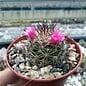 Mammillaria gracilis-Hybr. Antje