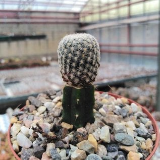 Mammillaria hermosana    gepfr.