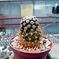 Mammillaria hernandezii    Mixteca Alta, Oaxaca, Mx gepfr.