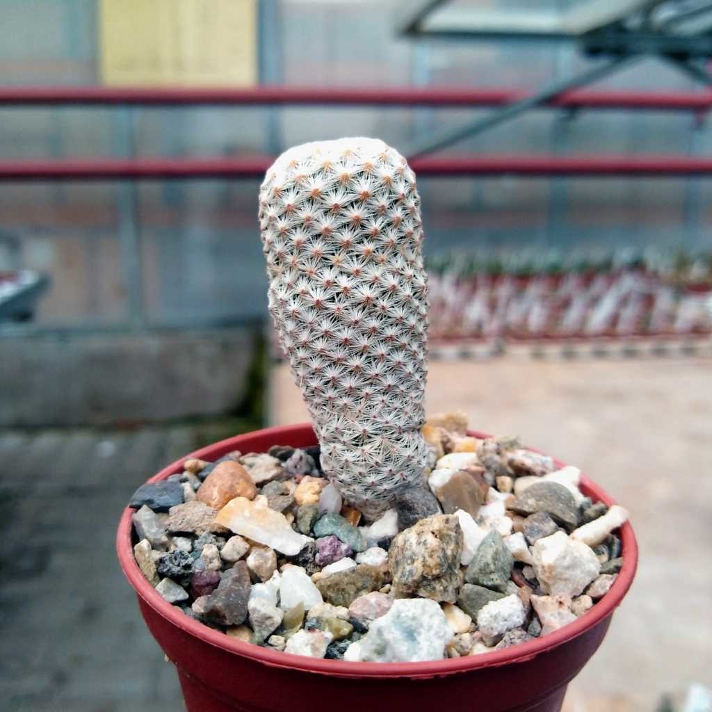 Mammillaria herrerae v. albiflora Uhlig Kakteen Über 5000