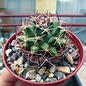 Mammillaria heyderi v. meiacantha SB 118 Manzano Mts., Socorro Co., NM, USA