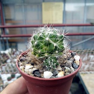 Mammillaria kraehenbuehlii