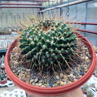 Mammillaria linarensis   nahe Linares