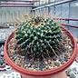 Mammillaria linarensis   nahe Linares