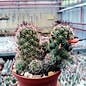 Mammillaria mazatlanensis v. patonii