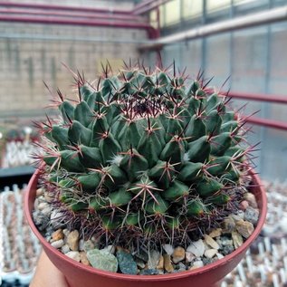 Mammillaria mystax   Caltepec, Puebla