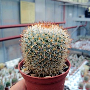 Mammillaria noureddineana  MBF 157 Canyon Tomellin, Oaxaca, Mexiko