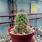 Mammillaria occidentalis