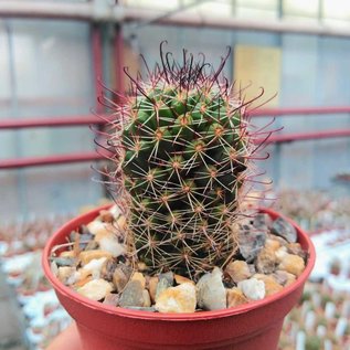 Mammillaria occidentalis  HNT 133.92