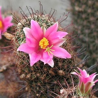 Mammillaria occidentalis  HNT 133.92