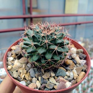 Mammillaria parrasensis   Dr. Arroyo