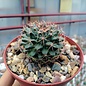 Mammillaria parrasensis   Dr. Arroyo