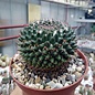 Mammillaria parrasensis   Dr. Arroyo