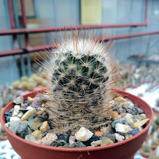 Mammillaria pennispinosa SB 489 v. nazasensis Rodeo, Durango, Mexico