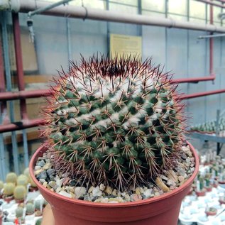 Mammillaria petrophila   San Francisquito