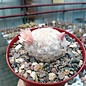 Mammillaria plumosa v. roseiflora