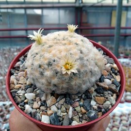 Mammillaria plumosa