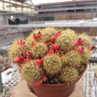 Mammillaria prolifera