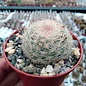 Mammillaria sp.n. SB 827  Guayana